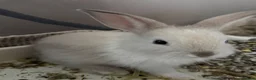 Mixed Breed rabbits for sale: Beautiful Baby Rabbits Ready for Loving Homes 🐰 - Advert 5