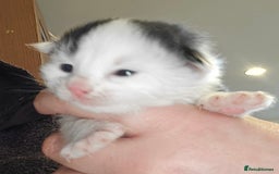 Mixed Breed cats for sale: 3 beautifully marked white/ black / ginger kittens - Image 4