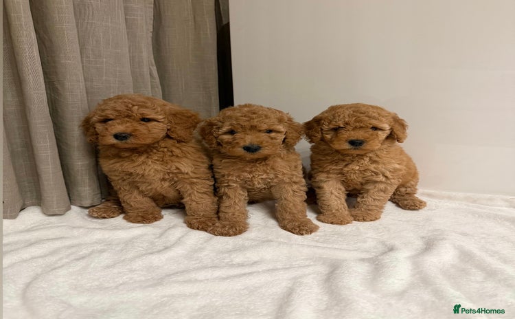 Australian Labradoodle dogs - Advert 1