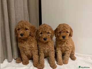 Australian Labradoodle dogs - Advert 12