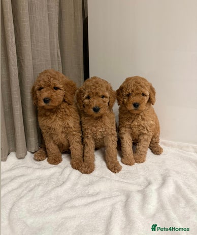 Australian Labradoodle dogs - Advert 2