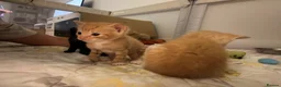 Mixed Breed cats for sale: Beautiful Family-Raised Kittens - Advert 25