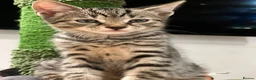 Domestic Shorthair cats for sale: Cute & playable kittens in Greenford - Advert 5