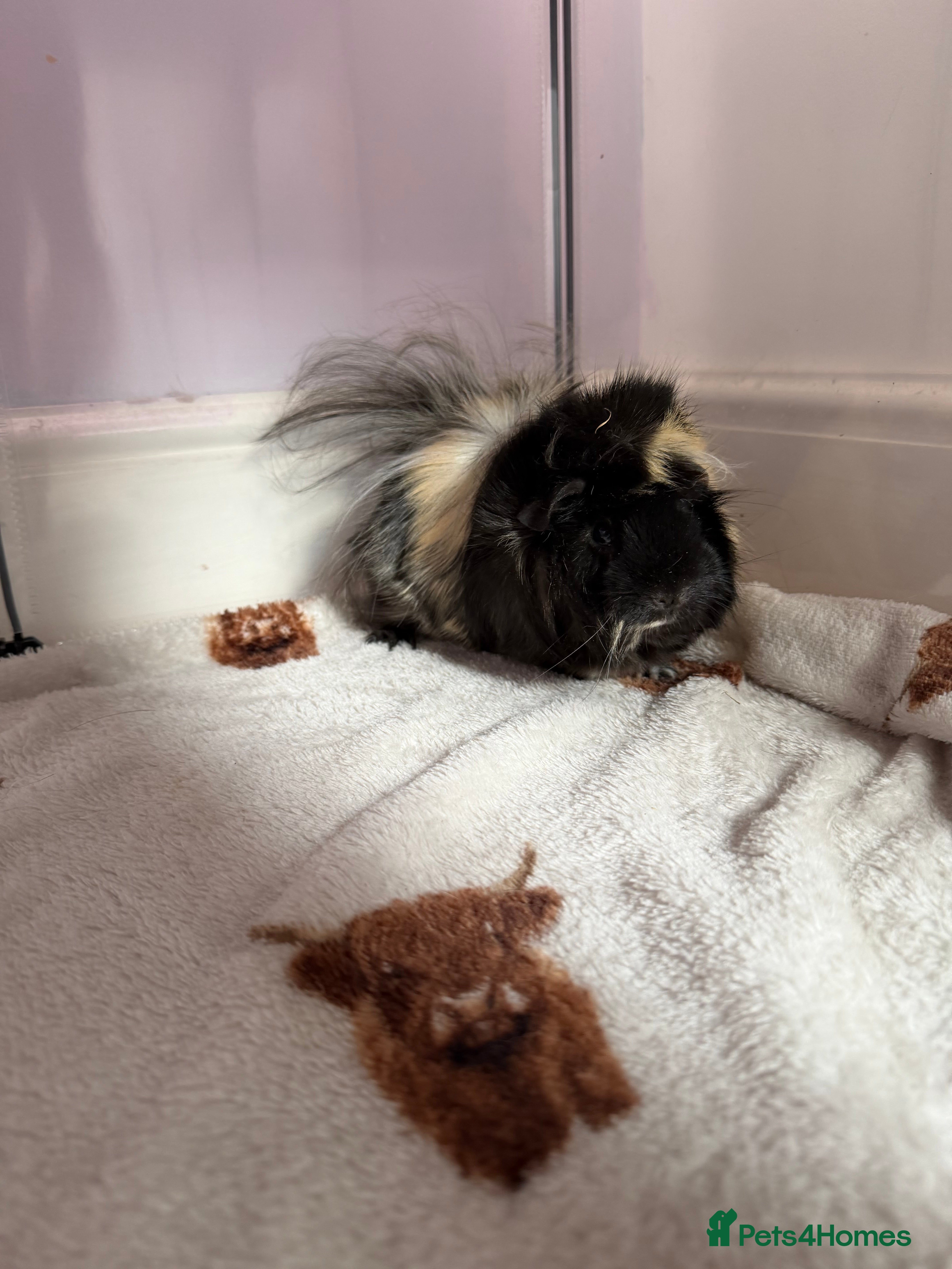 Guinea Pig rodents 3 female guinea pigs for sale  - Advert 4