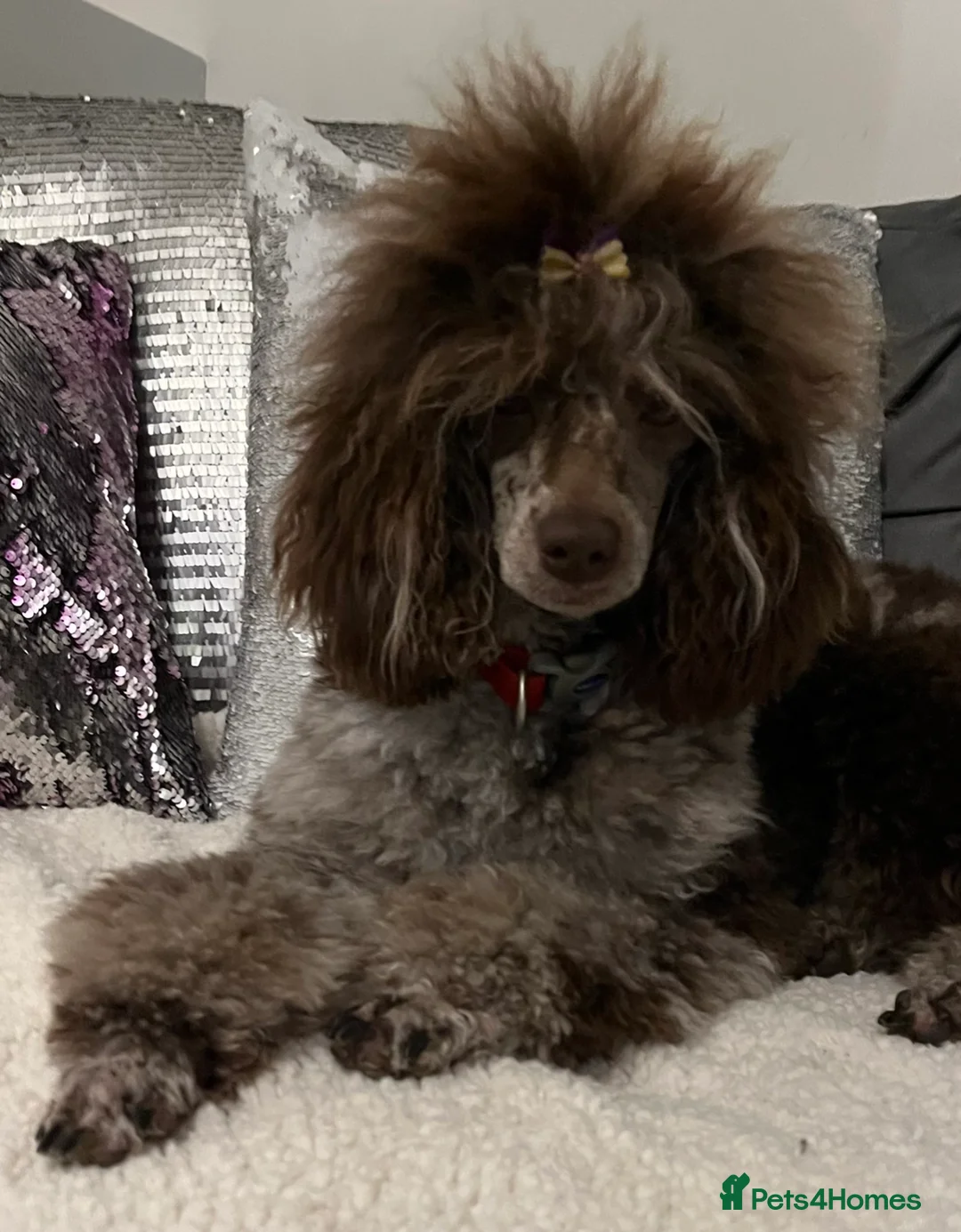 Toy Poodle dogs for stud: EXTENSIVELY DNA CLEAR BROWN MERLE POODLE STUD  in Hoddesdon - Advert 11