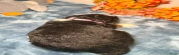 Bernedoodle dogs for sale: F1 tri-color bernedoodle pups - Advert 9