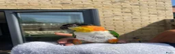 Parrots birds for sale: Rehoming our Black-Headed Caique in Chelmsford - Advert 3