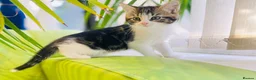 Mixed Breed cats for sale: Kittens for sale ,mixed breed, wonderful behaviour - Advert 18