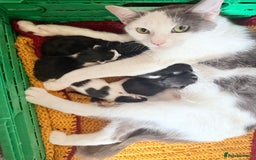 Mixed Breed cats for sale: 5 Beautiful Black & White Kittens Available  - Image 28
