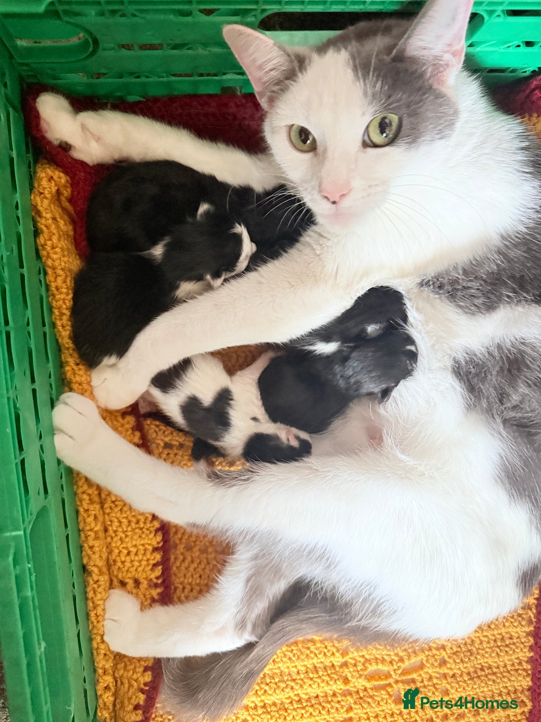 Mixed Breed cats for sale: 5 Beautiful Black & White Kittens Available  - Image 28