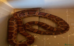 Corn Snake reptiles for sale: Corn Snake and Full Setup (£3), URGENT REHOMING - Image 6
