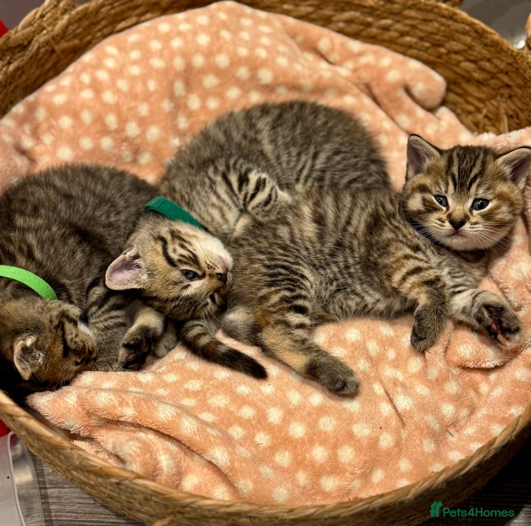 Mixed Breed cats for sale: Beautiful kittens 🐈‍⬛ - Advert 10