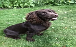 Cocker Spaniel dogs for sale: Outstandingly bred stunning worker cocker spaniels - Image 15