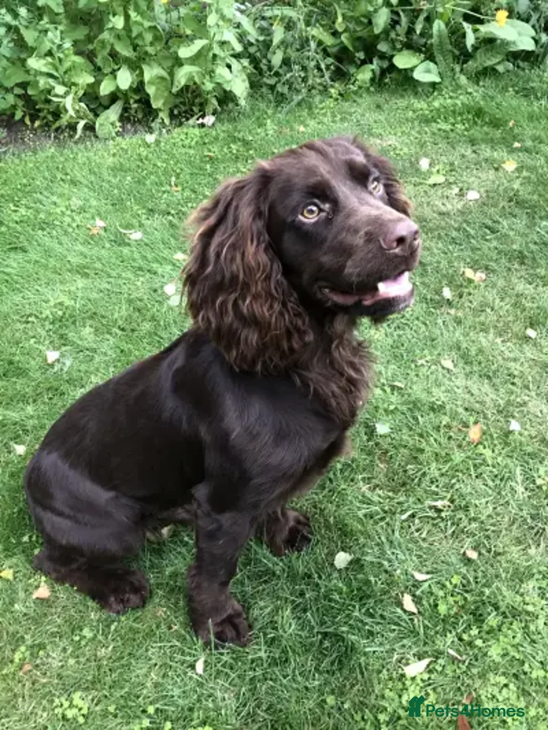 Cocker Spaniel dogs for sale: Outstandingly bred stunning worker cocker spaniels - Image 15