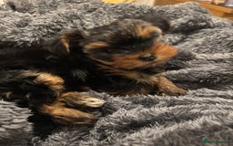 Yorkshire Terrier dogs for sale: Adorable Mini Yorkshire Terrier Puppy 🐾 - Image 3