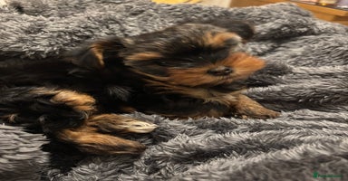 Yorkshire Terrier dogs - Advert 8