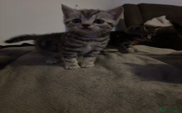 Scottish Fold cats for sale: Scottish straight cross  - Image 5