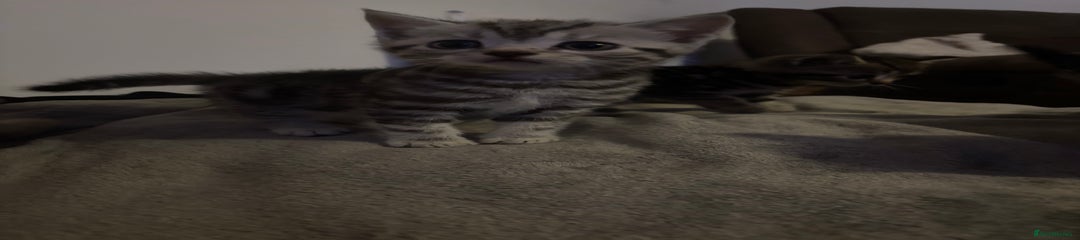 Scottish Fold Kitten 2