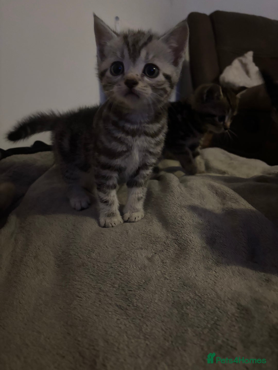 Scottish Fold cats for sale: Scottish straight cross  - Image 5
