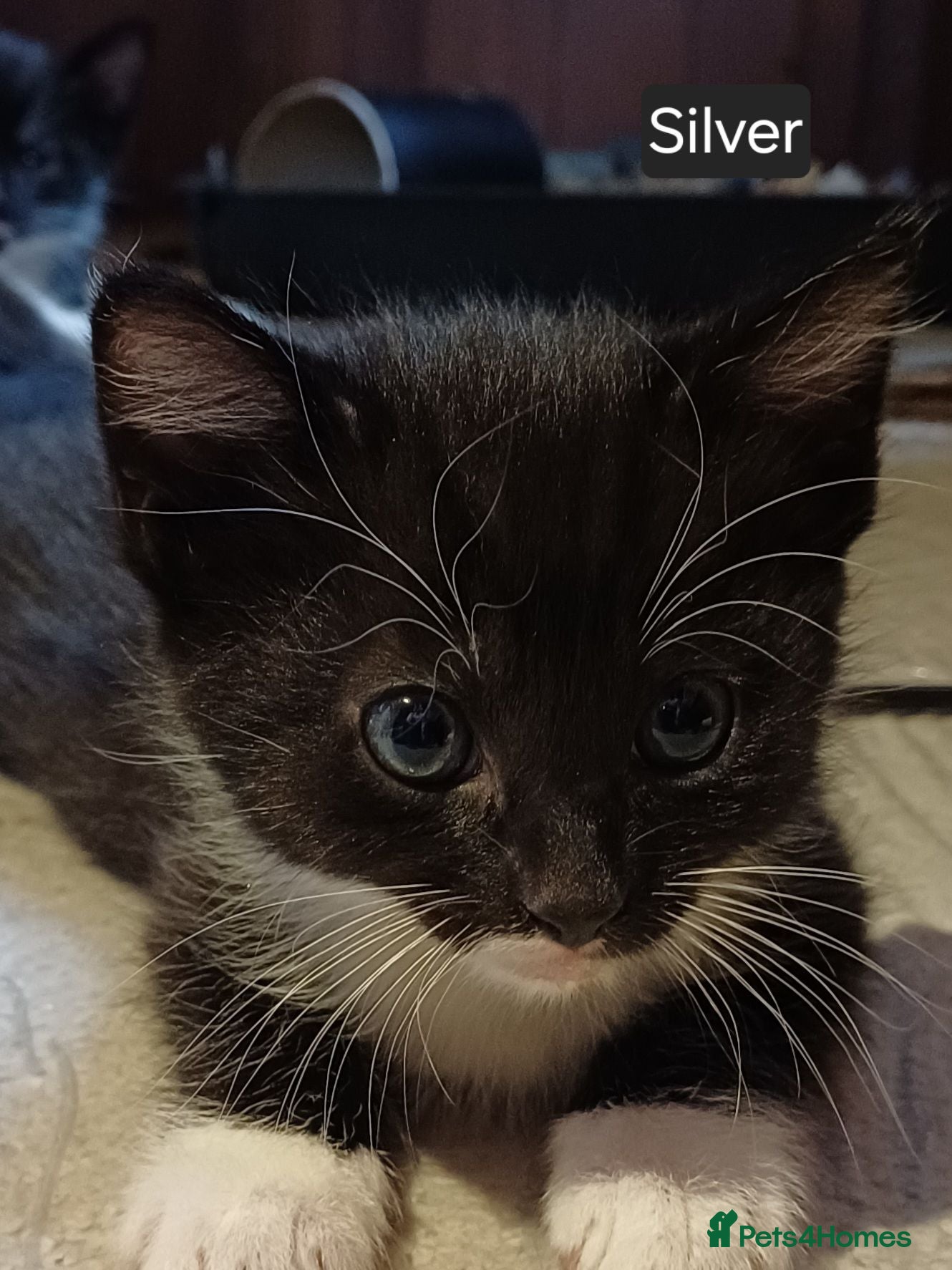 Mixed Breed cats Fun.loving kittens currently 6.5 weeks old - Advert 1
