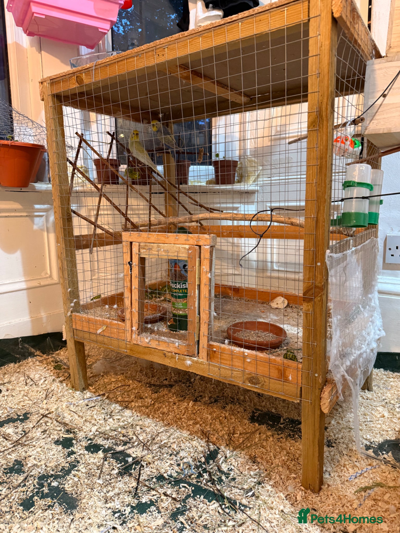 Budgerigars birds cage Budgerigars - Advert 1