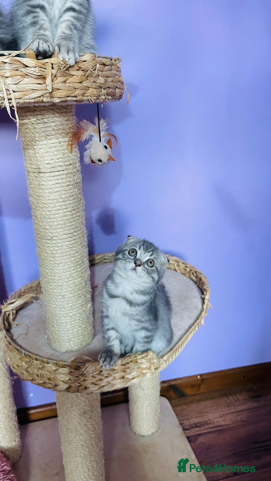 Scottish Fold cats for sale: Beautiful litter looking for new homes ❤️❤️ - Advert 8