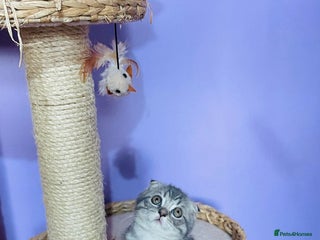 Scottish Fold cats Beautiful litter looking for new homes ❤️❤️ - Advert 4