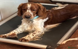 Welsh Springer Spaniel dogs for sale: Home Reared Handsome Boys - Image 6