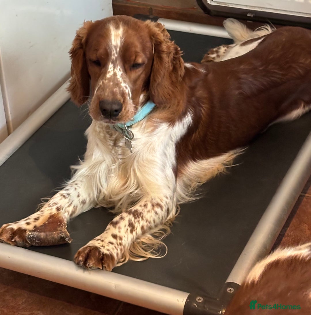 Welsh Springer Spaniel dogs for sale: Home Reared Handsome Boys - Image 6