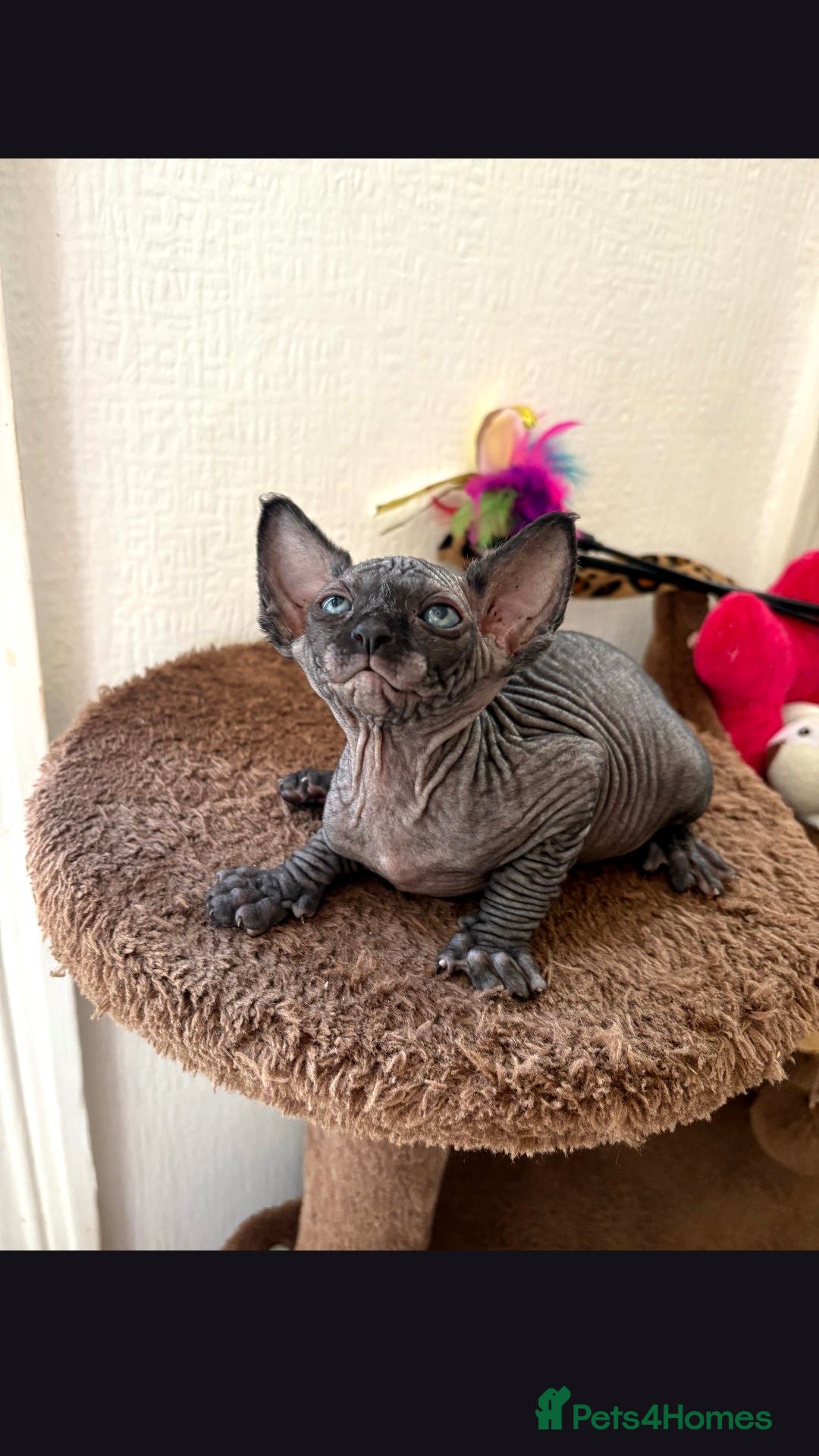 Sphynx cats Hurry up last black boy available for reservation - Advert 2