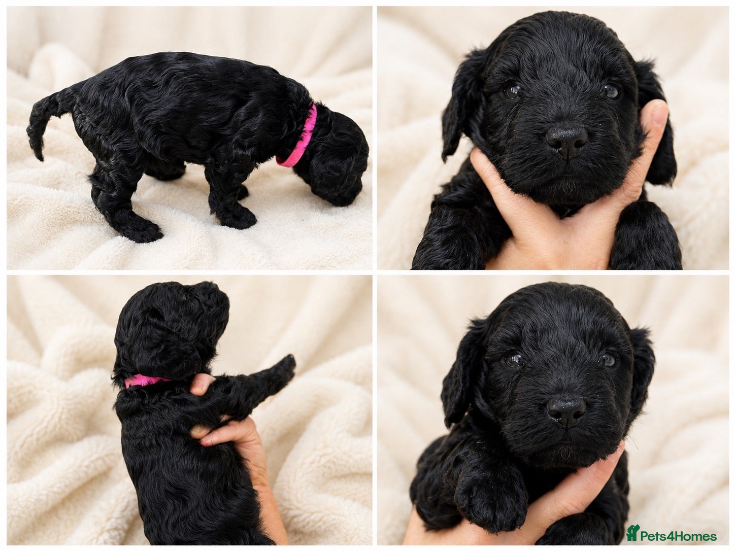 Cockapoo dogs ⭐ ONLY 1 BEAUTIFUL GIRL REMAINING -F1 Cockapoo - Advert 2