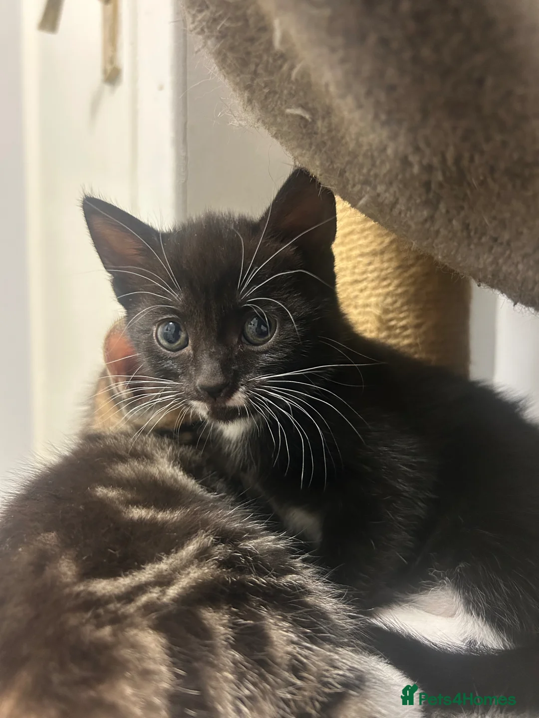 Mixed Breed cats for sale: Last of litter, ready now  - Advert 6