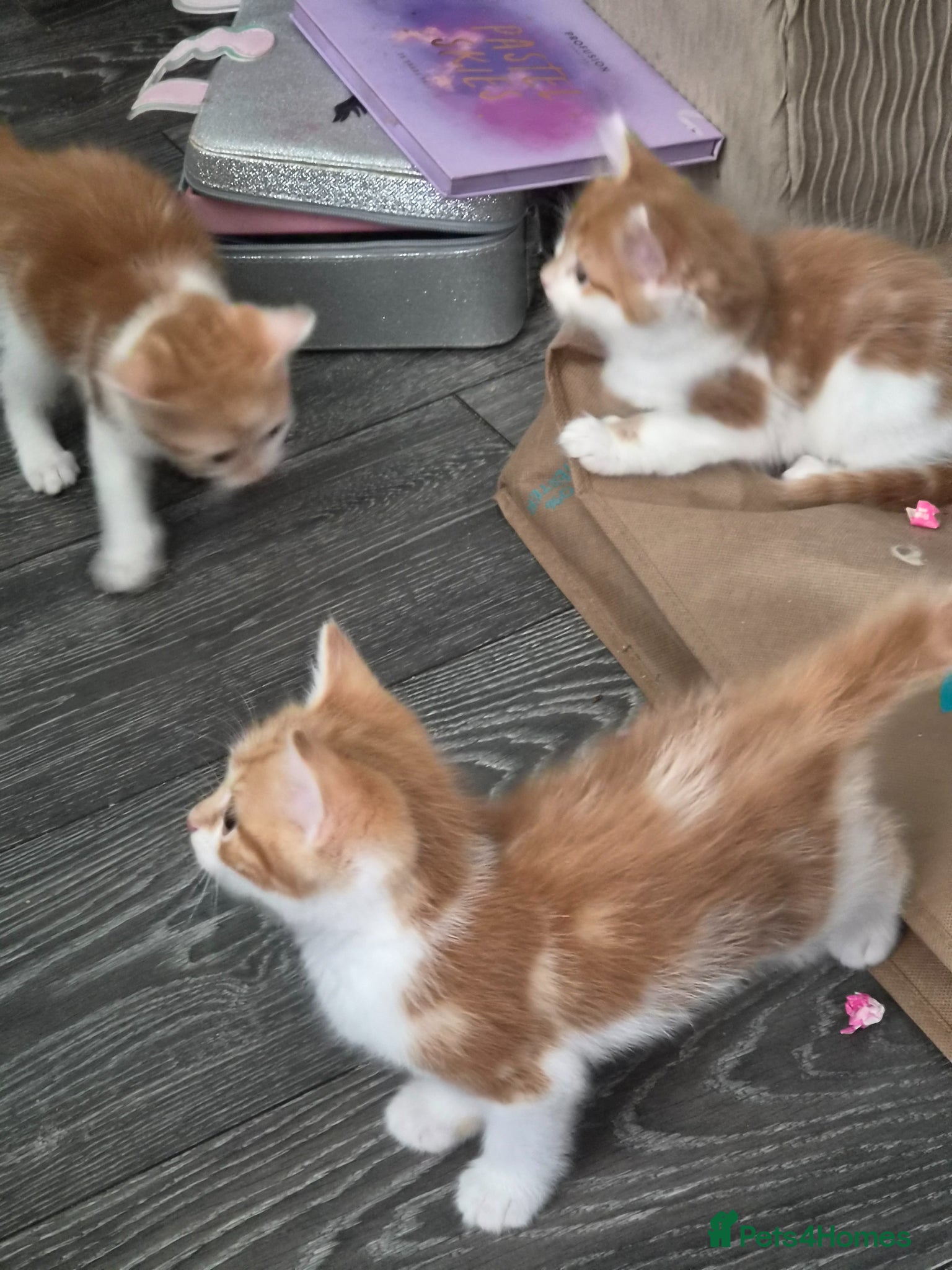 Maine Coon cats 2 gorgeous orange and white boys - Advert 7