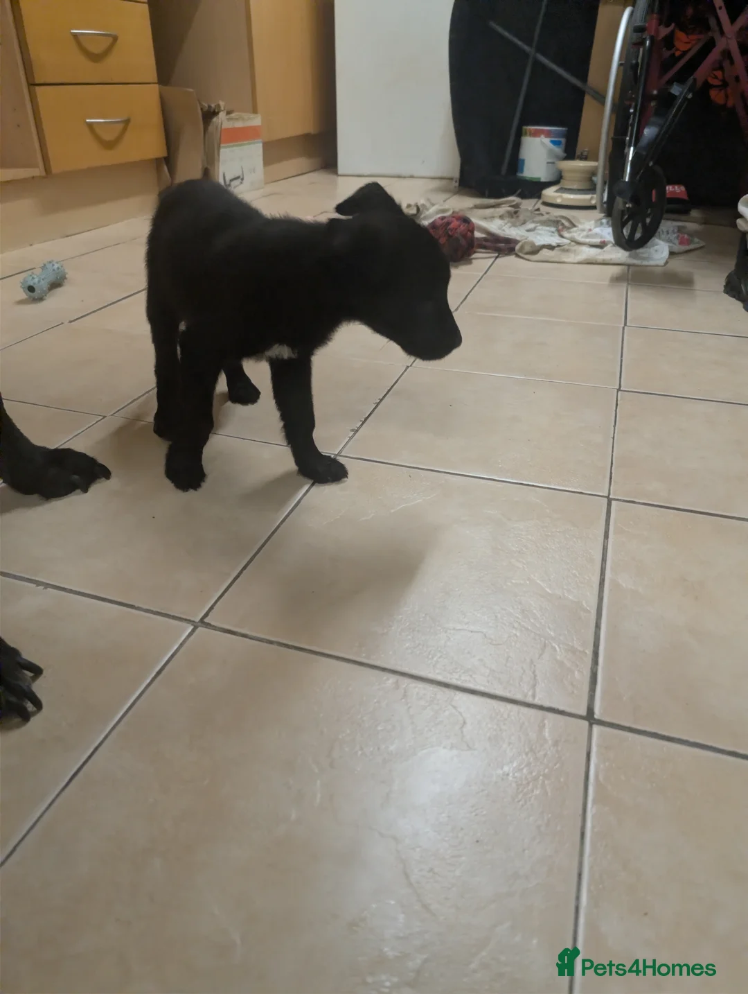 Mixed Breed dogs for sale: Cane corso x German shepherd pups  - Advert 15