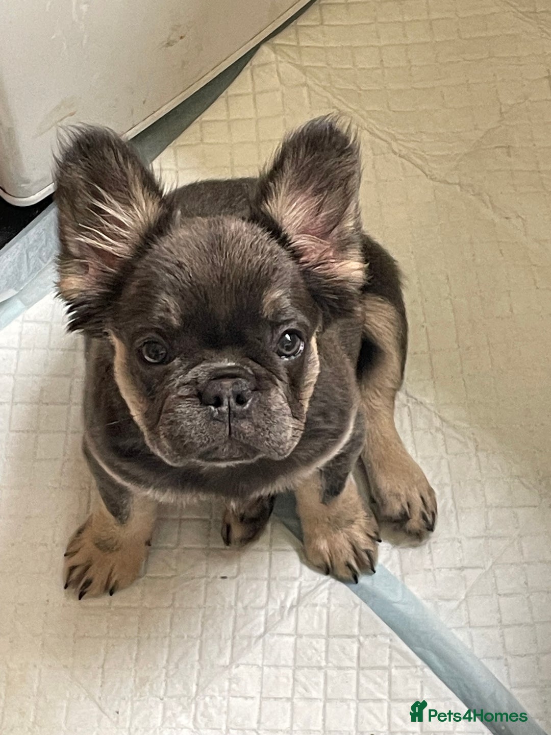 French Bulldog dogs for sale: Fluffy frenchbulldog  - Advert 7