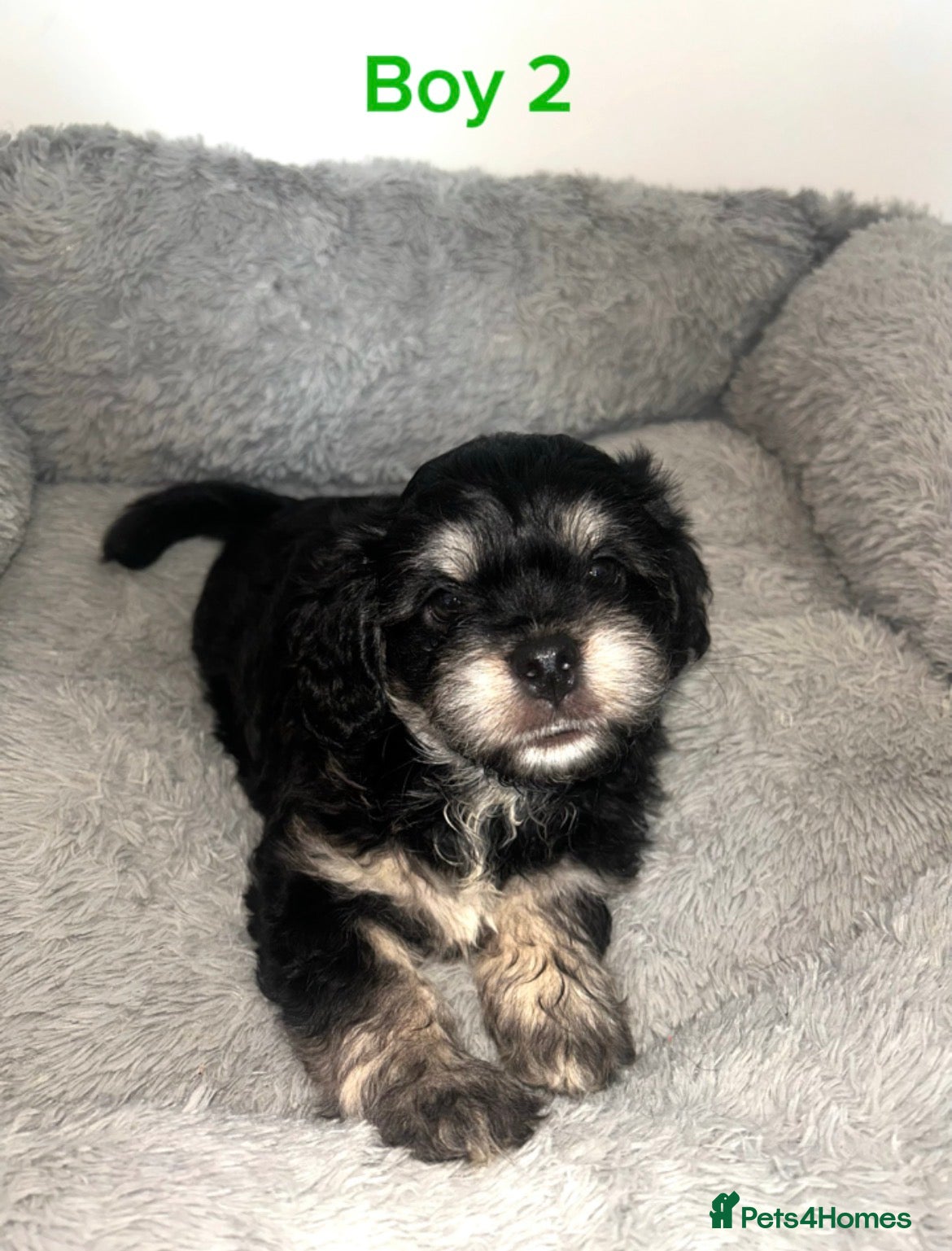 Mixed Breed dogs 4 Maltipoo x pug puppies for sale✨🤍 - Advert 2