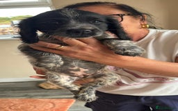 Sprocker dogs for sale: Sprocker  - Image 3
