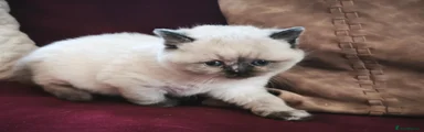 British Shorthair 6