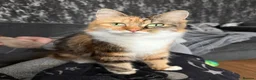 Mixed Breed cats for sale: 3 Kittens looking for their families  - Advert 8