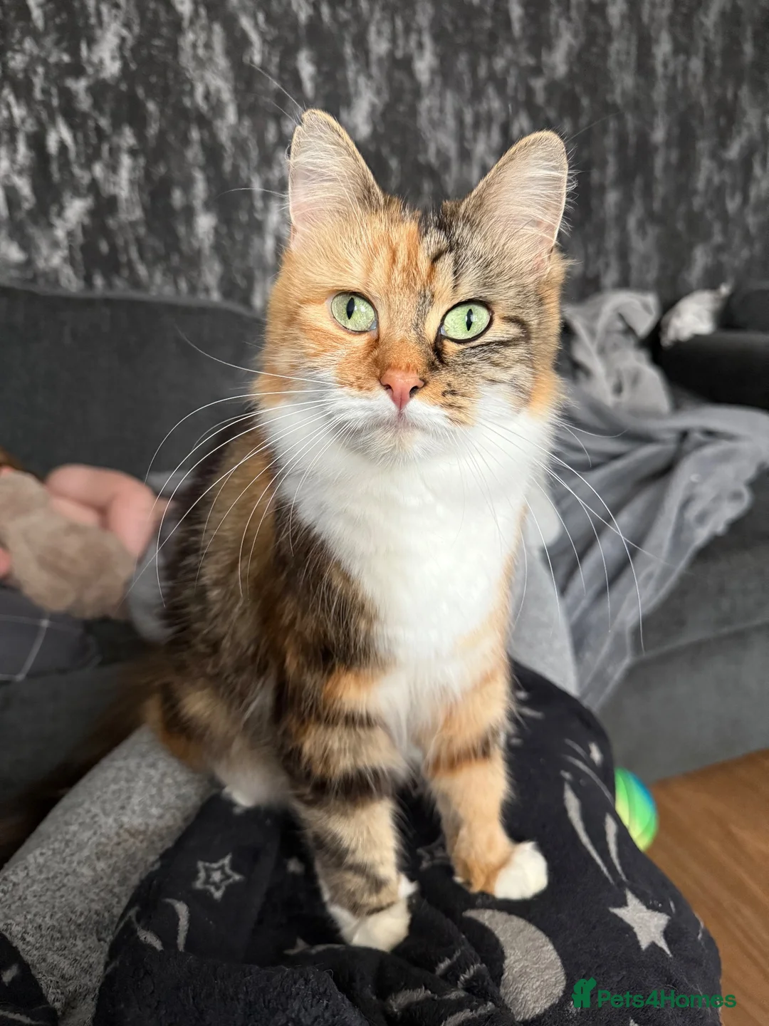Mixed Breed cats for sale: 3 Kittens looking for their families  - Advert 8