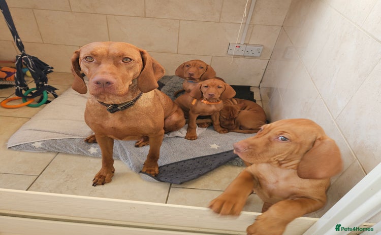 Hungarian Vizsla dogs - Advert 1