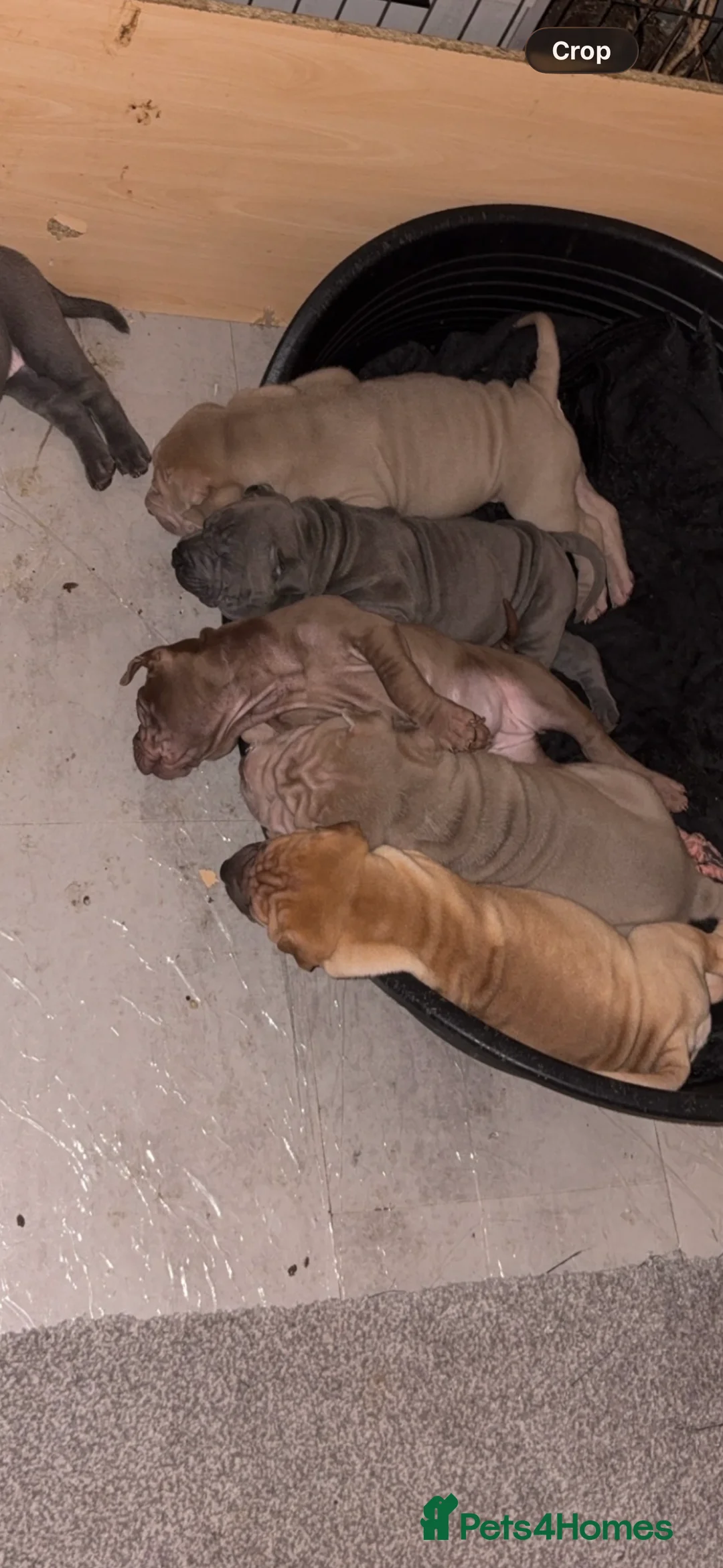 Shar Pei dogs for sale: Shar Pei Puppies looking for forever homes - Advert 3