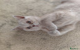 British Shorthair cats for sale: READY NOW Beautiful British Shorthair Kittens - Image 15