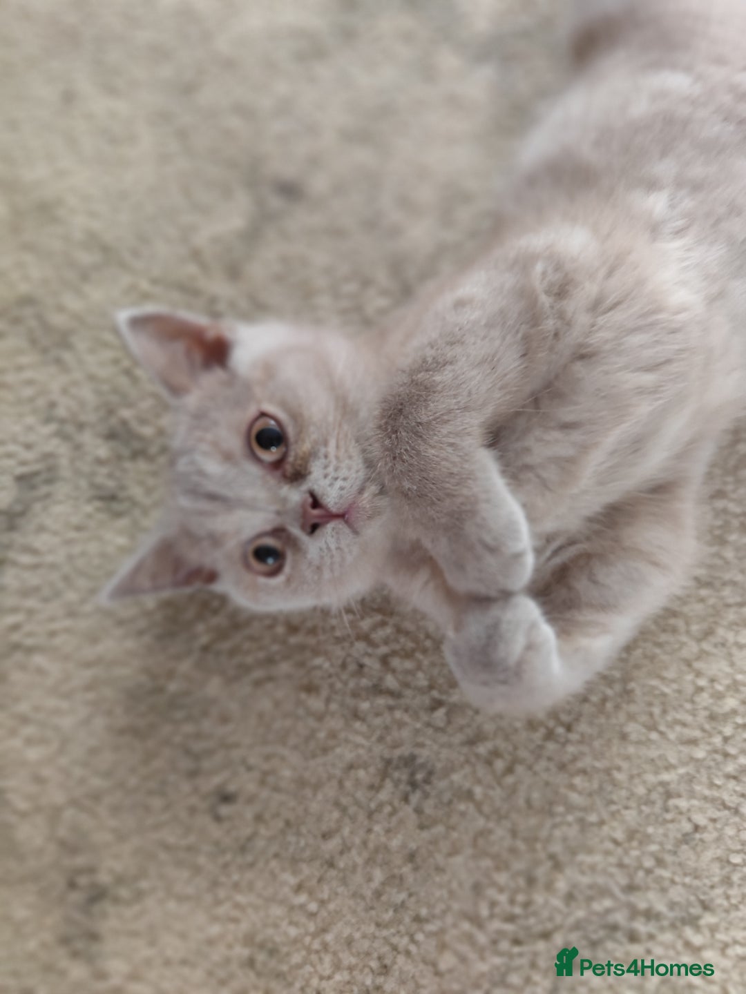 British Shorthair cats for sale: READY NOW Beautiful British Shorthair Kittens - Image 15