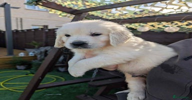 Golden Retriever dogs - Advert 6