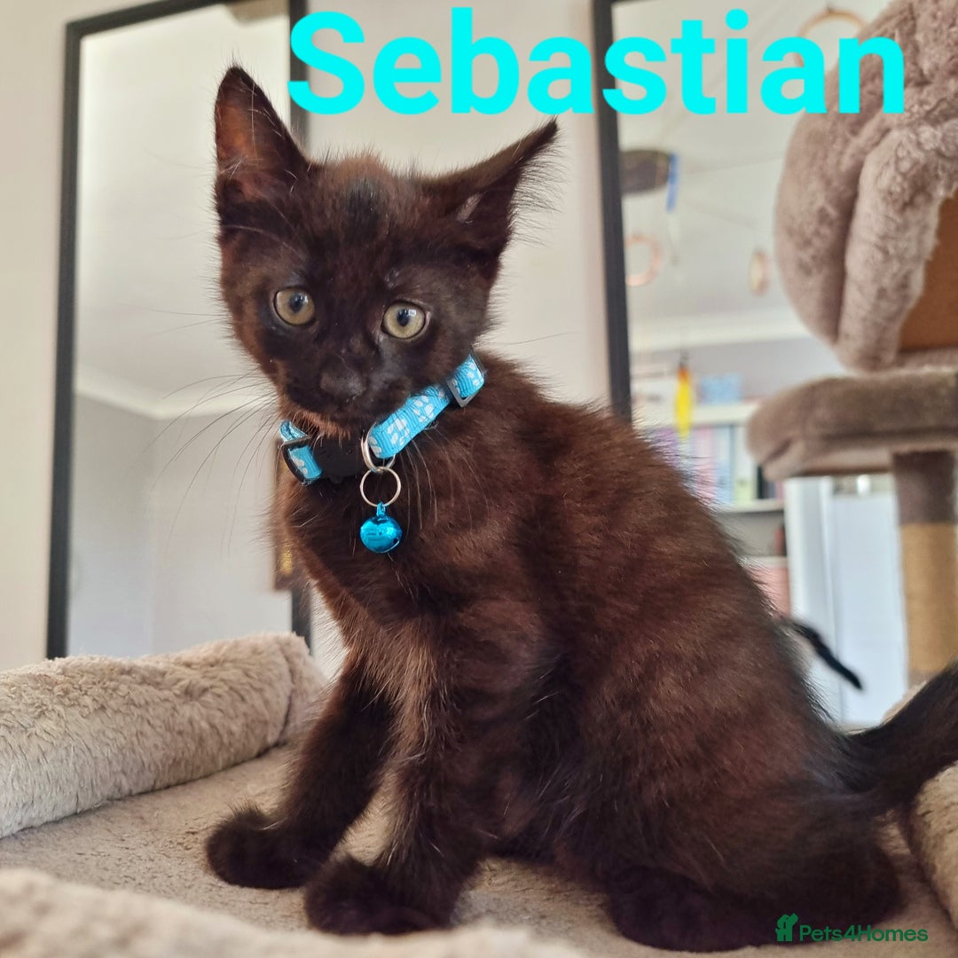 Mixed Breed cats for sale: Norwegian x pixiebob kittens mix available  - Image 26