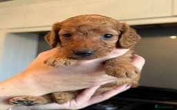 Cockapoo dogs for sale: Stunning litter of F1bb cockapoo’s  - Advert 11