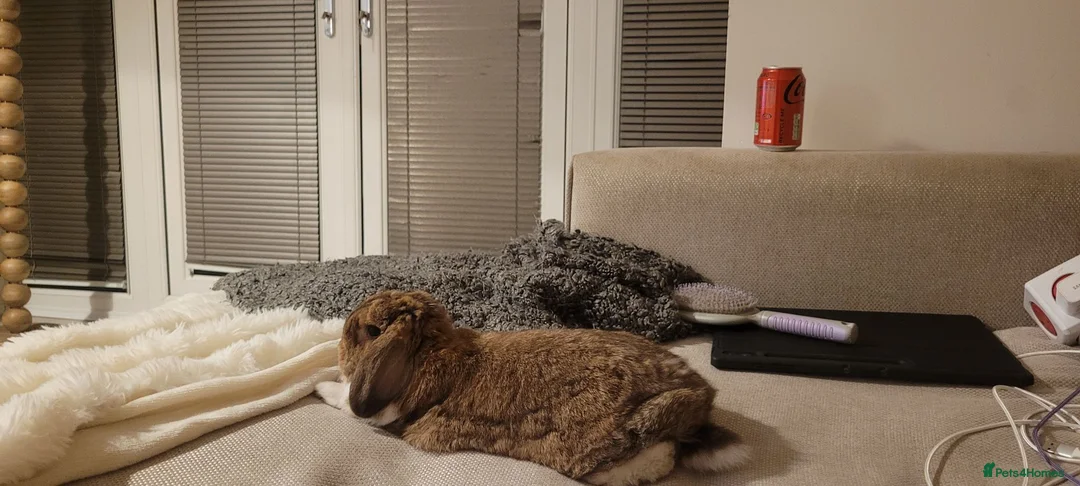 French Lop rabbits for sale: Mini French Lop in Plymouth - Advert 2