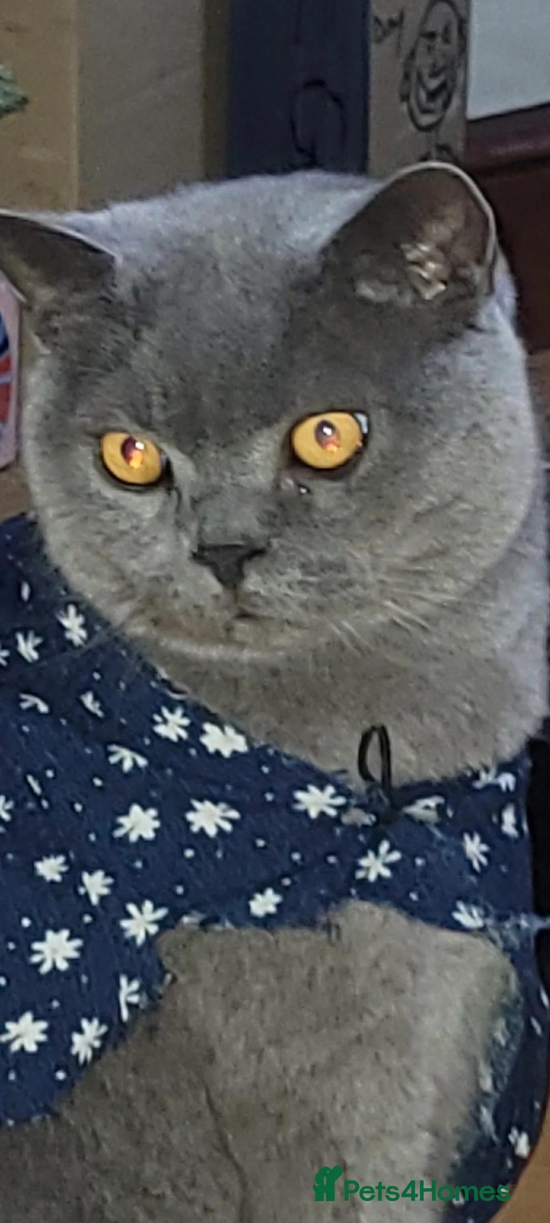 British Shorthair cats for sale: Loving GCCF British Shorthair, 7yo male - Advert 2