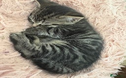 British Shorthair cats for sale: Cute half- short hair kittens for loving home❤️ - Image 1